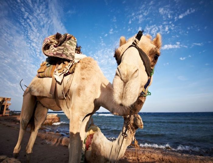 Dahab Excursion From Sharm El Sheikh